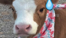 今日抖音风吃瓜,今日吃瓜大事件，揭秘幕后真相！